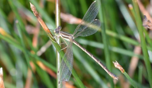 Lestes barbarus